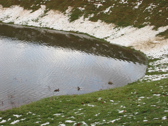 Drainage area turned duck pond, Fairfax, Virginia