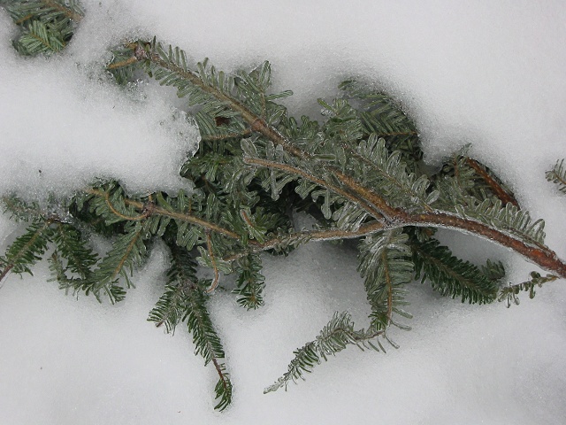 Snow Storm, Fairfax, Virginia