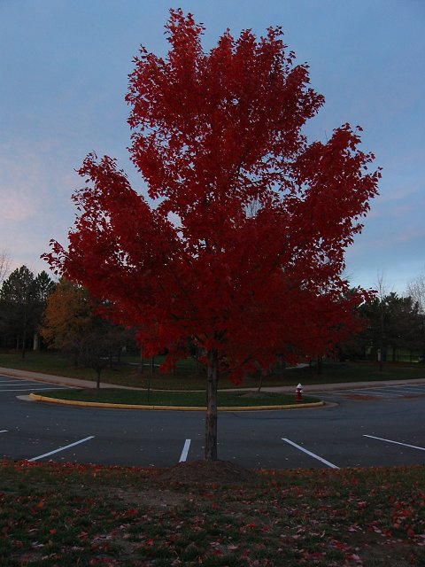 Late fall color, Chantilly, Virginia
