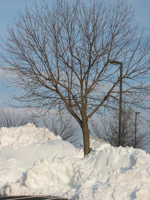 Day 3 after blizzard 2003, Chantilly, Virginia