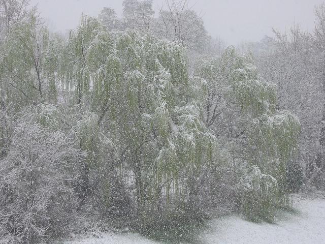 Spring snowstorm, late March, Fairfax, Virginia