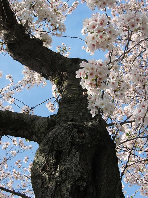 Cherry Blossoms, April, Washington DC
