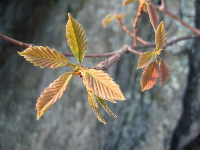 Spring growth, Billy Goat Trail, Carderock, Maryland