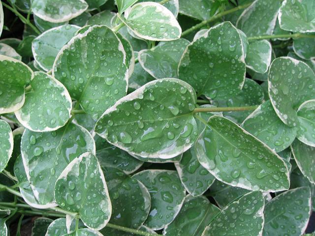 Leaves awake to another rainy morning, Chantilly, Virginia