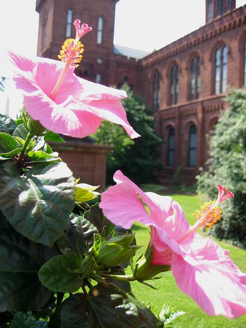 Flowers outside the Smithsonian Castle, Washington, D.C.
