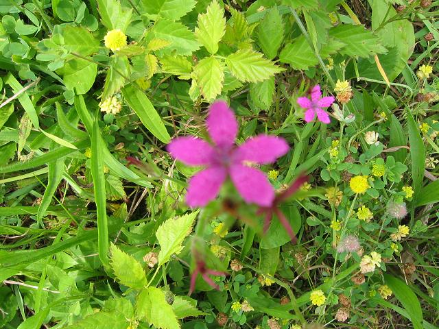 Leaves, flowers, grass in Green Ridge Park, Maryland