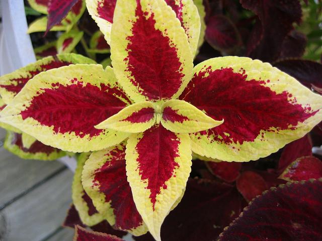 Summer plants