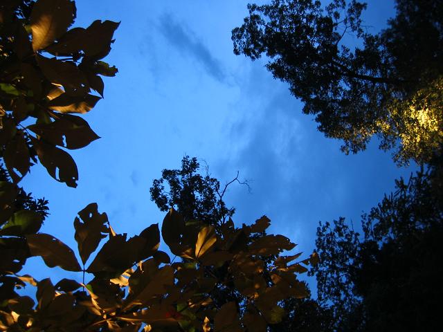 Trees at night, Tarara Vineyard, Leesburg, Virginia