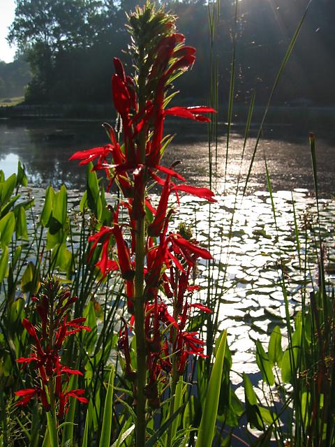 Plants around pond, Eleanor C. Lawrence Park, Centreville, Virginia