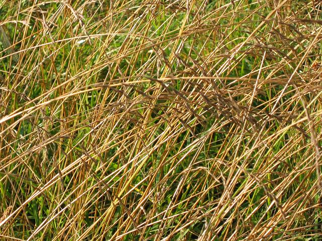 Grasses, Eleanor C. Lawrence Park, Centreville, Virginia