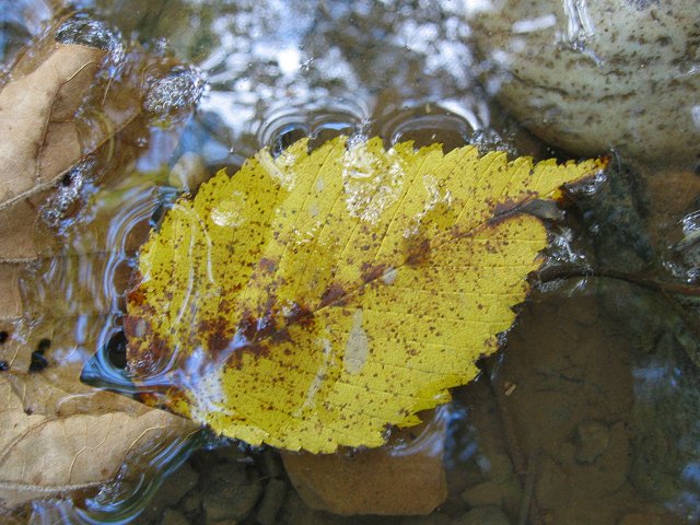 Leave floating in puddle