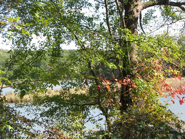 First sign of fall, Route 450, Crownsville, Maryland