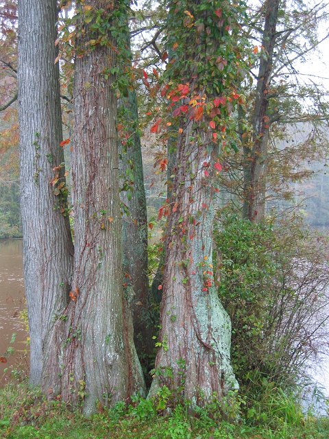 Trees at Adkins Mill Pond, Maryland
