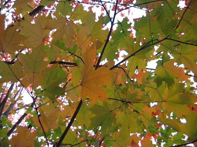 Autumn leaves, Chantilly, Virginia