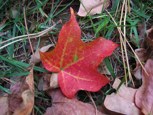 Fallen leaves, Chanitlly, Virginia