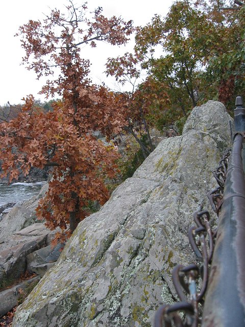 Autumn leaves and lichen, Great Falls National Park overlook, Virginia