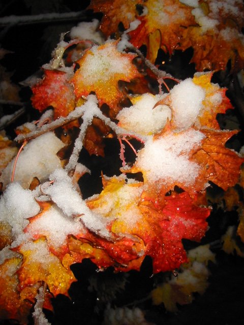 Snow on autumn leaves, Duluth, Minnesota