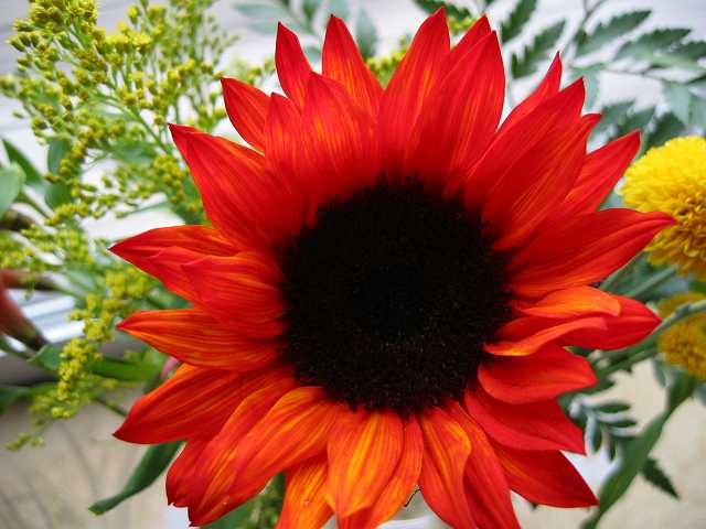 Sunflower in morning light