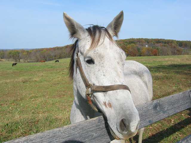 Horse along fence, Loudoun County, Virginia