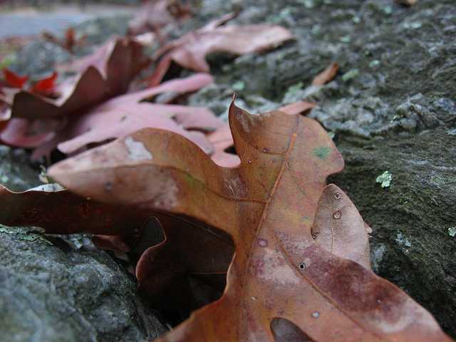 Autumn leaves on rocks, Great Falls National Park, Virginia