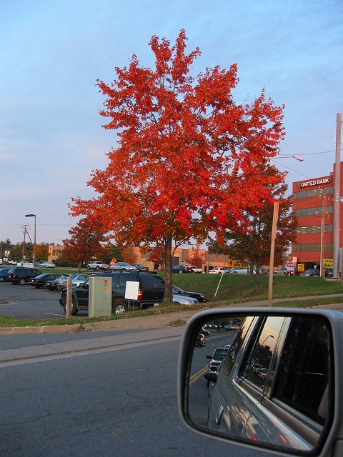 Autumn afternoon, Chantilly, Virginia