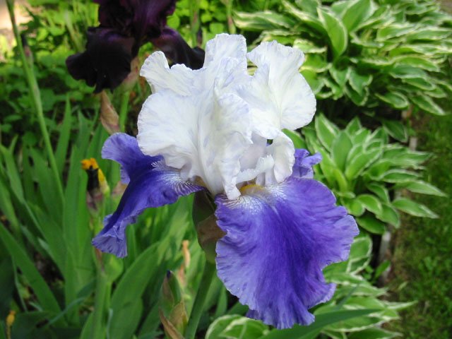 Iris
