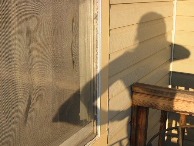 Autumn morning shadows, Fairfax, Virginia