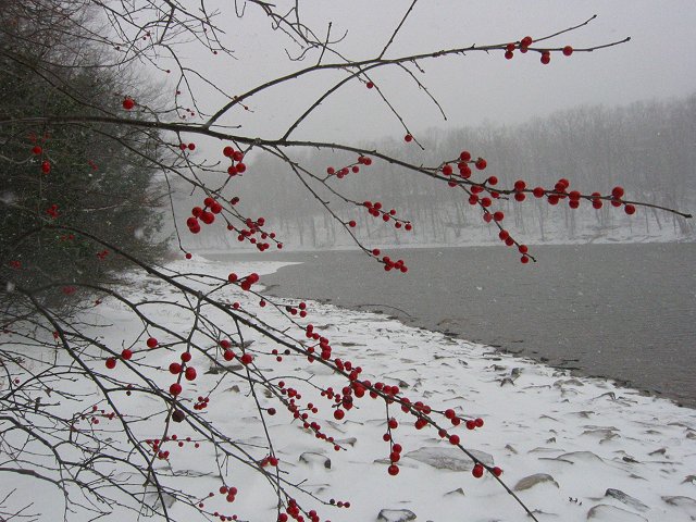 Berries in snowstorm, Quiet Haven, Deep Creek Lake, Maryland