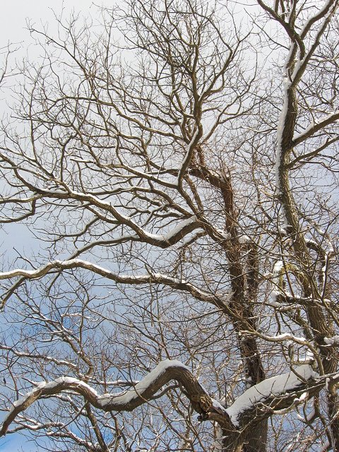 Snow covered tree, Haymarket, Virginia