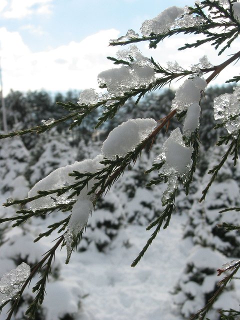 Ice on evergreen branch, Haymarket, Virginia