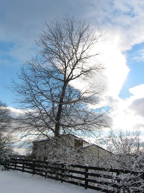 After snow, Haymarket, Virginia
