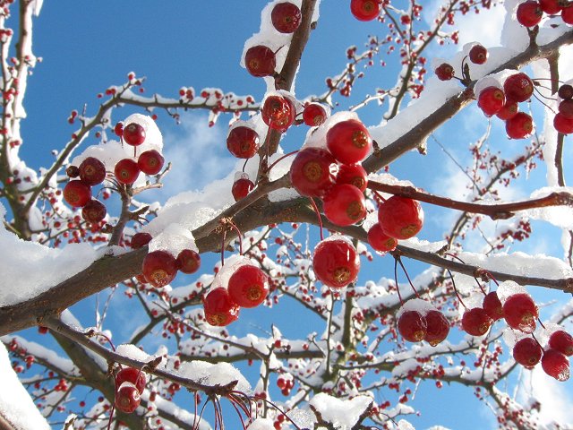 Berries in snow, Fairfax, Virginia