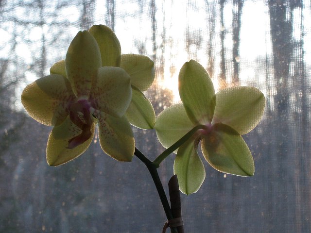 Flowers on windowsill in morning light