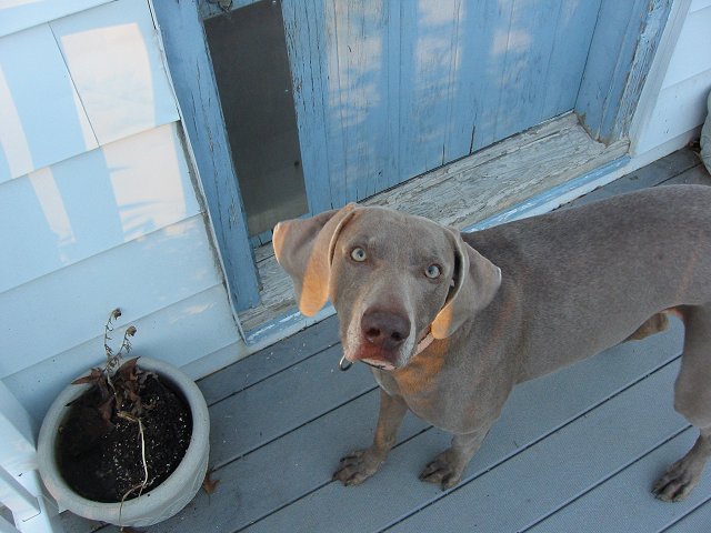 Jasmine, winter afternoon, Lanham, Maryland