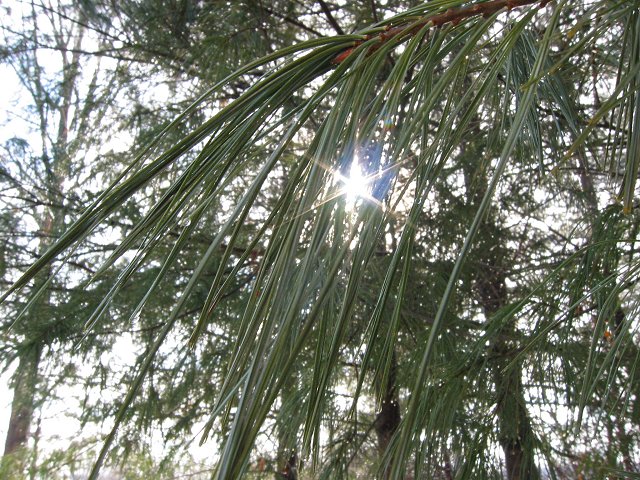 Sunlight through pine needles, Chantilly, Virginia