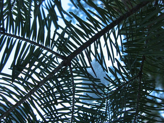 Evergreen branches, Duluth, Minnesota