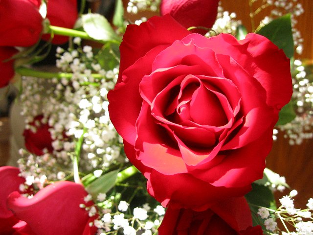 Rose bud, Duluth, Minnesota