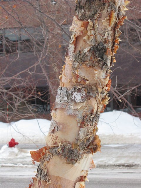 Paper birch in Winter, University Minnesota, Duluth