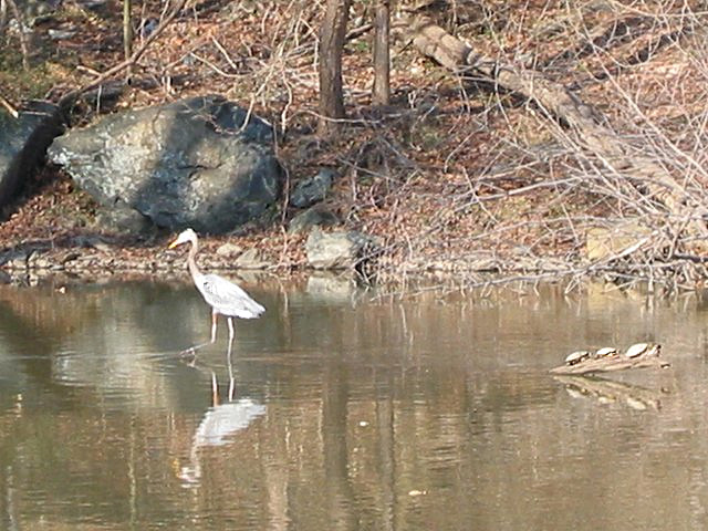Blue Heron and turtles in canal near mile marker 11, Great Falls, Maryland