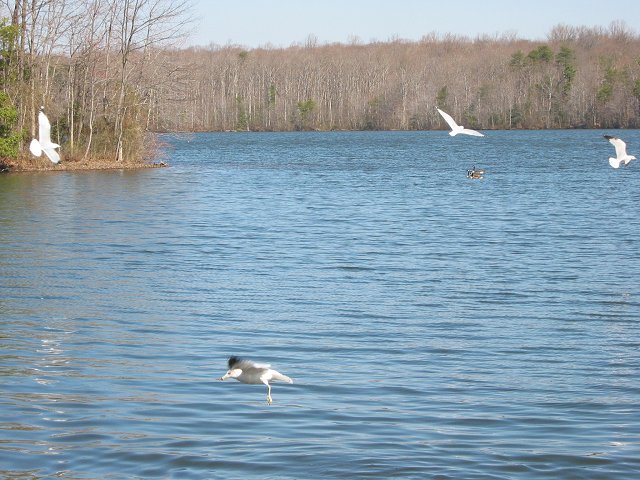Seagulls, Burke Lake Park, Fairfax, Virginia