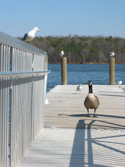 Birds on pier, Burke Lake Park, Fairfax, Virginia