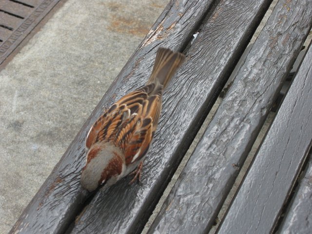 Bird in bench, Baltimore Harbor