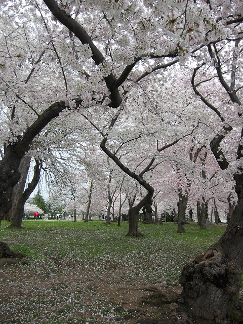 Cherry Blossom Festival, Washington, DC