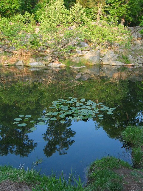 Lily pads along Billy Goat Trail section A, Great Falls National Park, Maryland