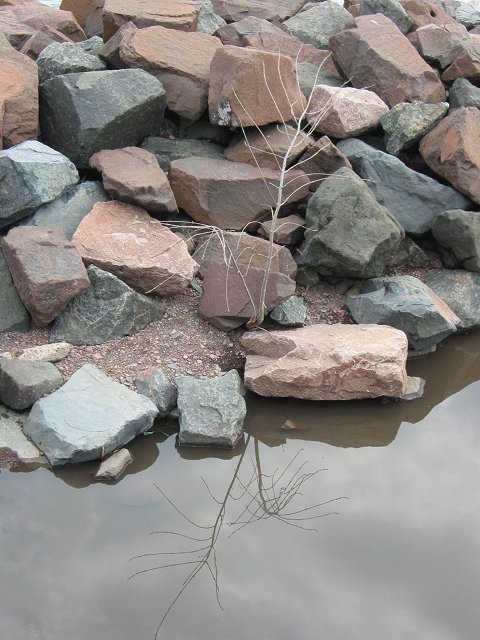 Tree and rocks along Lakewalk, Duluth, Minnesota