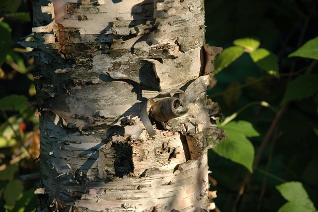 Birch tree bark, Duluth, Minnesota