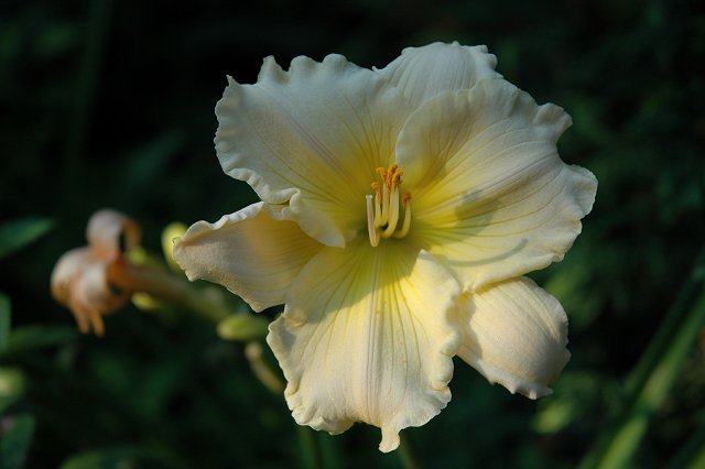 Flower in evening light, Duluth, Minnesota