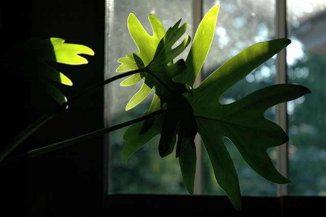 Evening light on leaves through window, Duluth, Minnesota