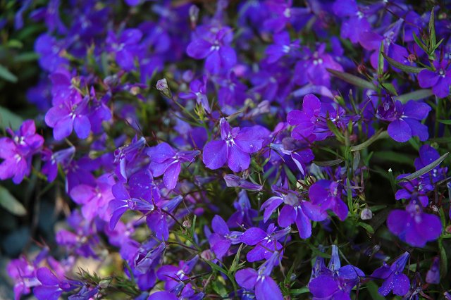 Flowers, Duluth, Minnesota