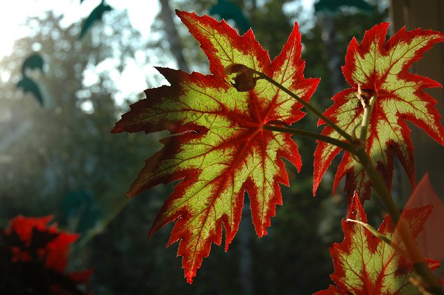 Evening light on indoor plant leaves, Duluth, Minnesota